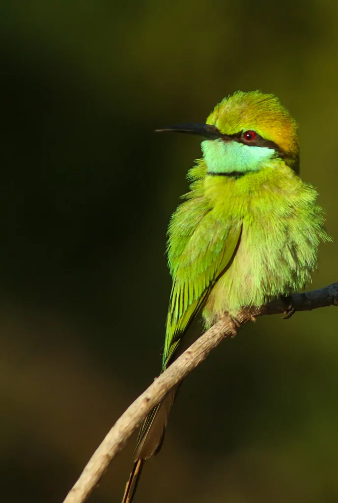 Bright green bee-eater bird perched on a branch with vivid feathers and red eye detail