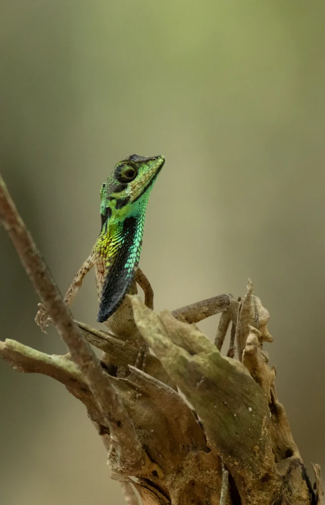 Colorful lizard perched on a dry branch displaying vibrant green and blue throat colors in Sri Lanka