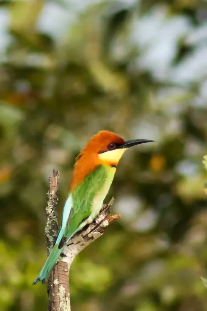 Colorful chestnut-headed bee-eater bird perched on a tree branch in Wilpattu National Park, Sri Lanka