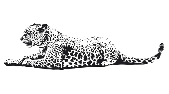 Wilpattu leopard wildlife safari background